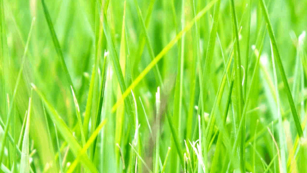 Zyosia Grass