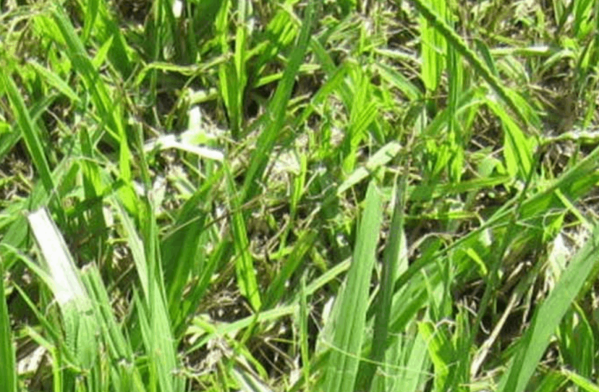 Bahia Grass: Overview, Pros, and Cons